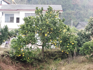 成熟的柚子树