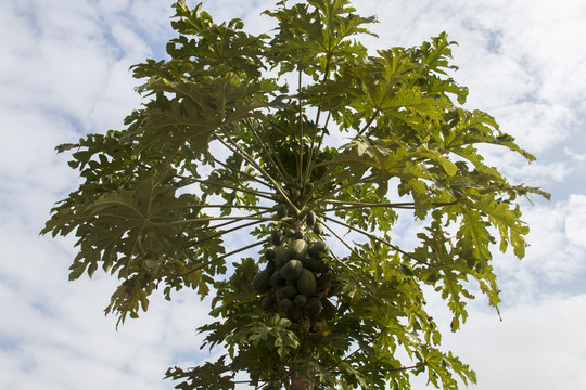 木瓜树