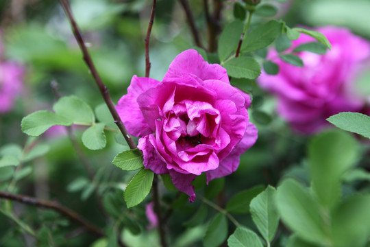 玫瑰鲜花饼