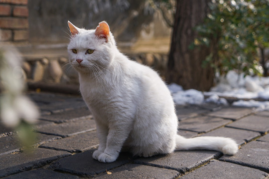 乡村院落房屋里的猫