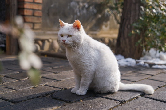 乡村院落房屋里的猫