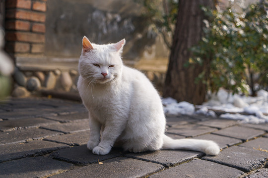 乡村院落房屋里的猫