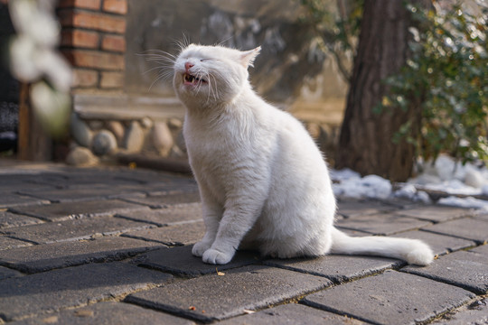 乡村院落房屋里的猫