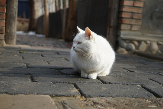 农村白猫动作特写