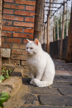 农村白猫动作特写