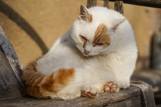 乡村院落房屋里的猫