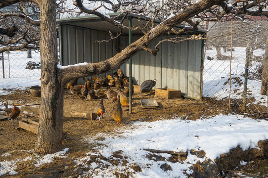 乡村的鸡舍下雪