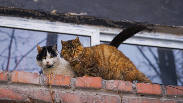 流浪猫在红砖墙上