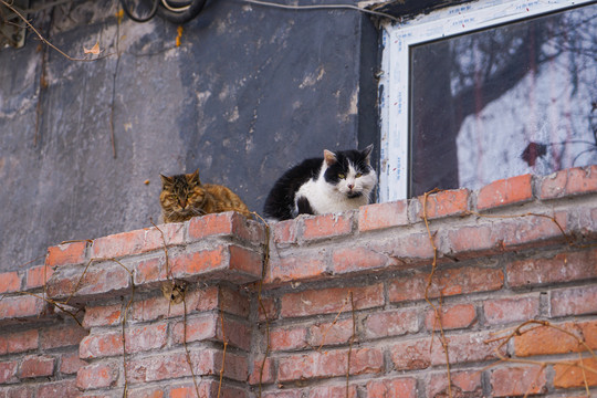 流浪猫在红砖墙上