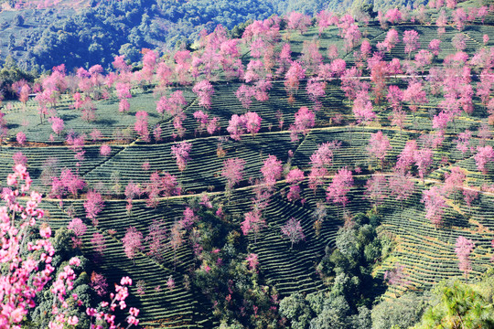 无量山樱花谷