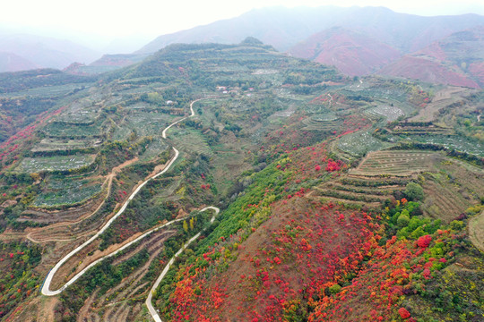 红叶满山