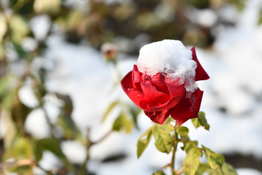 雪中红玫瑰