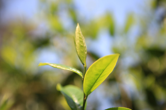 易武茶山茶叶