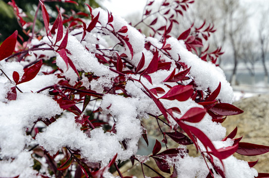 红枝叶雪景