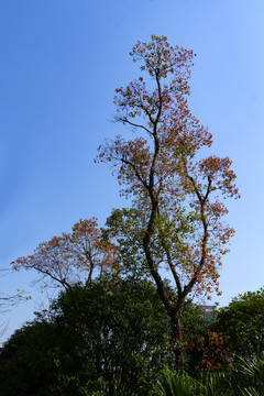 蓝天树枝