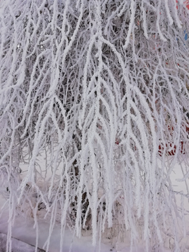 雪树