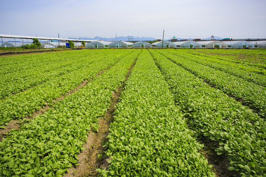 蔬菜种植基地