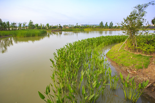 湿地公园