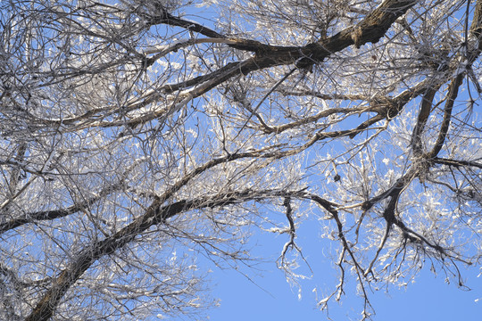 冬雪