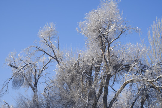 雪淞