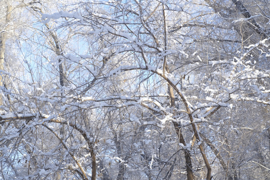 雪景