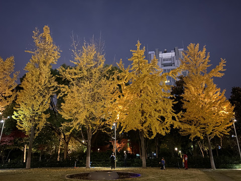 夜晚街边银杏树