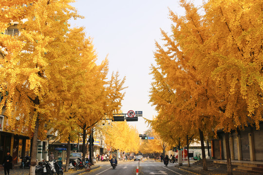 街边银杏树