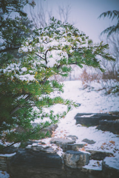 挂满积雪的松枝