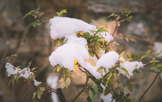 积雪覆盖住枝条