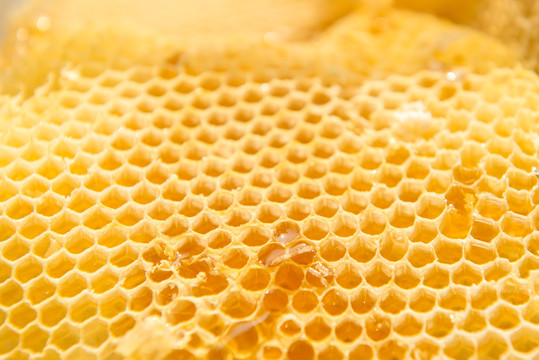 金黄的蜂巢蜂蜜
