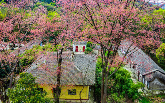 方竹寺樱花