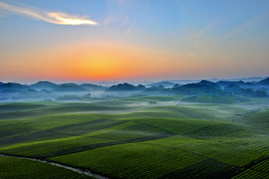 茶海茶园茶树