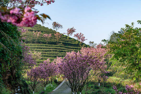 茶园樱花象山樱花