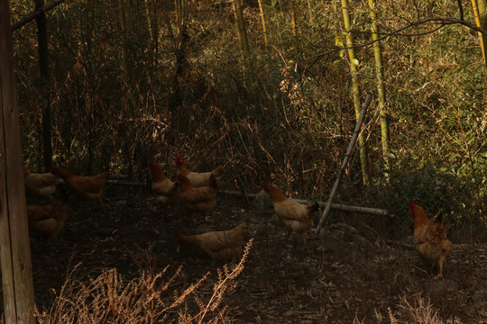 竹林里的鸡