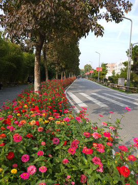 鲜花小路