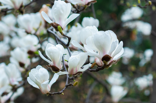 玉兰花