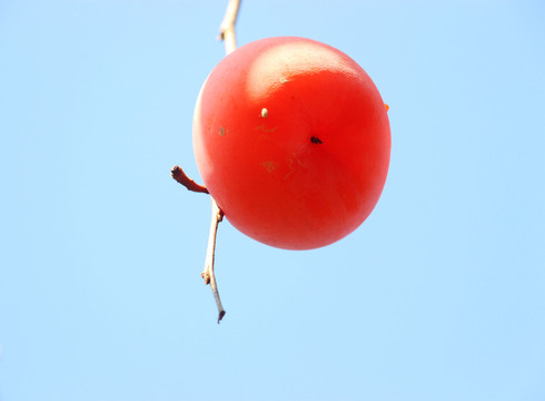 红柿