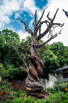 泸山光福寺九龙汉柏