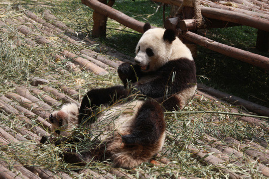 大熊猫2