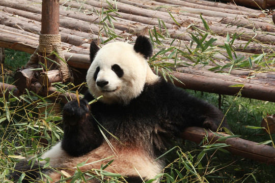 大熊猫13