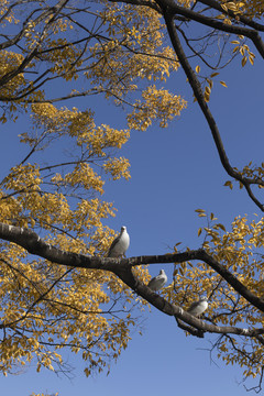 红嘴鸥栖息在朴树上