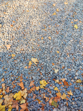 鹅卵石上的落叶
