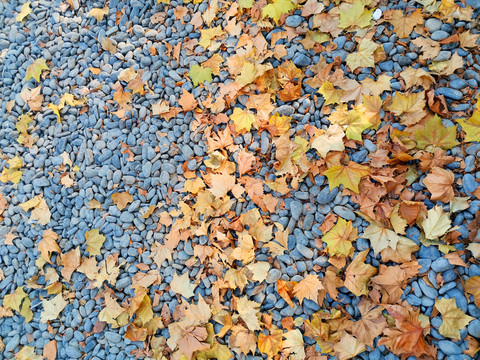 鹅卵石上的落叶