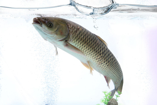 草鱼野生鱼野生草鱼鲜活草鱼