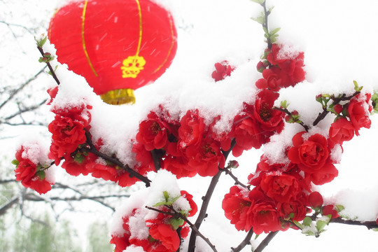 雪中海棠花摄影照片