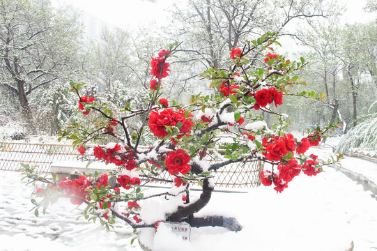 雪中海棠花摄影照片