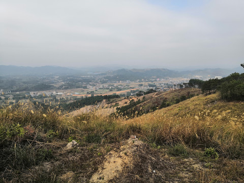 广西钦州市小董镇大丛山芦苇草