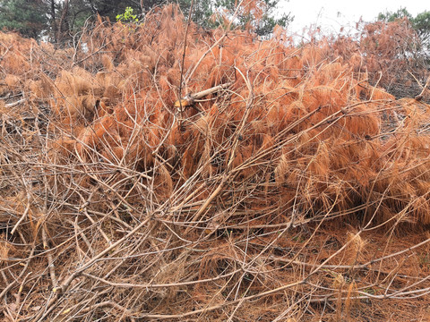 广西钦州市小董镇大丛山芦苇草