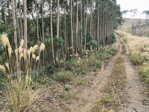 广西钦州市小董镇大丛岭山芦苇草