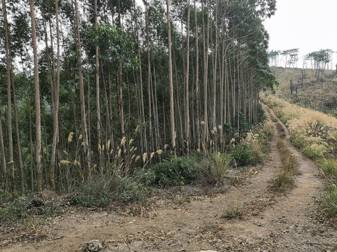 广西钦州市小董镇大丛岭山芦苇草